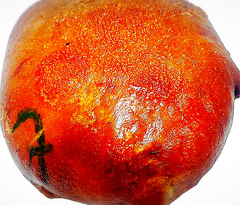 Cojín de lechona para 40 porciones